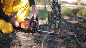 Best Tree Removal  in South Bend, WA