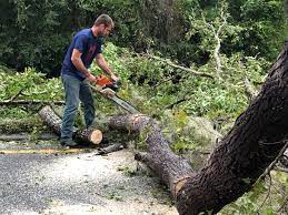 How Our Tree Care Process Works  in  South Bend, WA