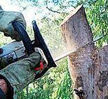 Reliable South Bend, WA Tree Care Solutions