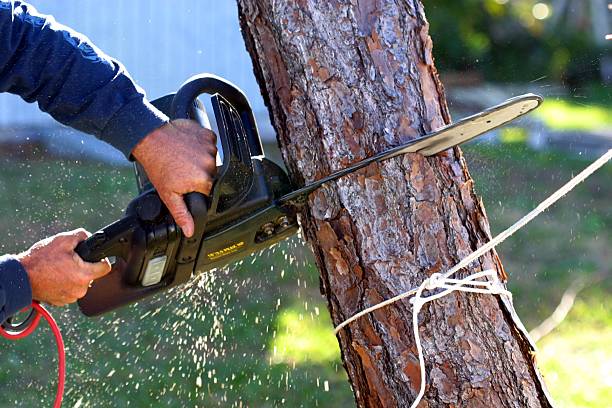 Best Firewood Processing and Delivery  in South Bend, WA