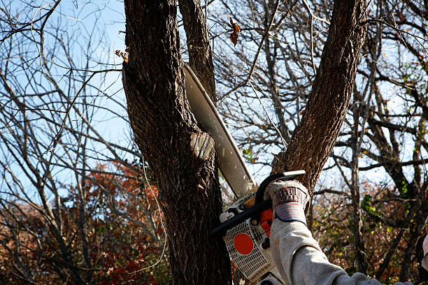 Best Tree Preservation Services  in South Bend, WA