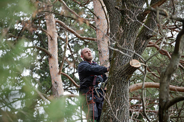 Best Tree Trimming and Pruning  in South Bend, WA